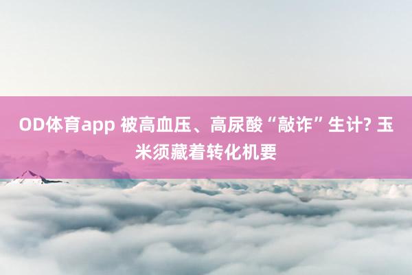 OD体育app 被高血压、高尿酸“敲诈”生计? 玉米须藏着转化机要